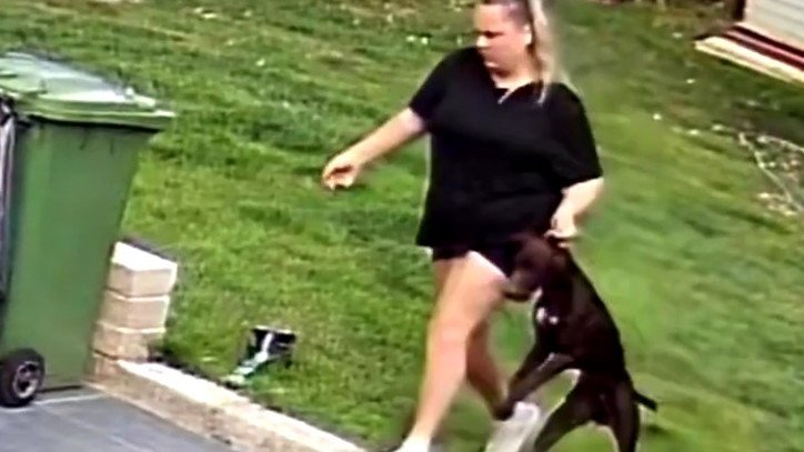 Shocking video footage emerged of the pair abusing dogs while their owners were on holiday.