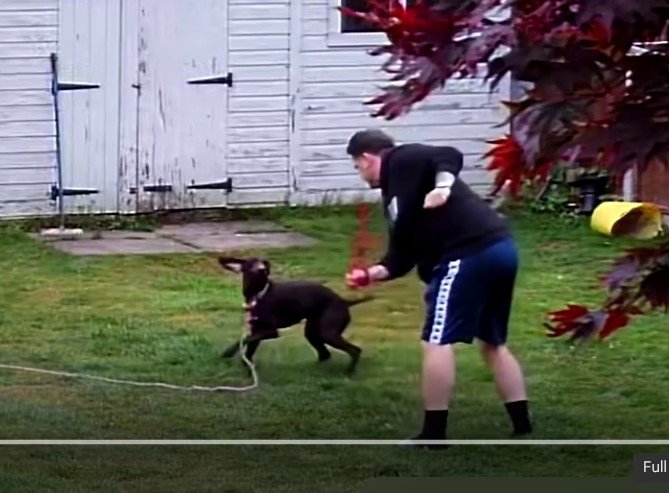 Bradley Regan Archer was captured on video abusing the pets. 