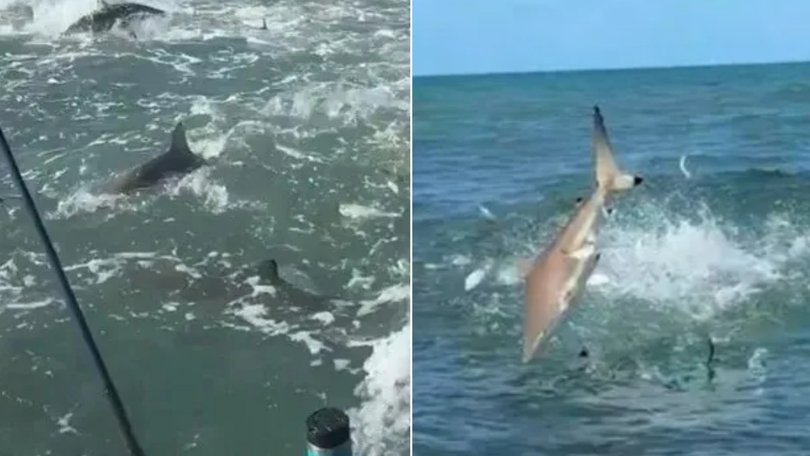 A fisherman has captured the terrifying moment he was surrounded by hundreds of sharks.