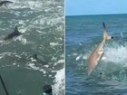 A fisherman has captured the terrifying moment he was surrounded by hundreds of sharks.