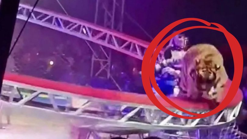 A circus routine has taken a terrifying turn after a performing tiger escaped an on-stage enclosure and sauntered past families in the audience in Russia. 
