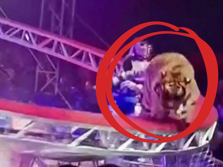 A circus routine has taken a terrifying turn after a performing tiger escaped an on-stage enclosure and sauntered past families in the audience in Russia. 