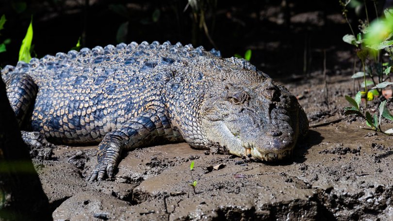 The Kimberley coast, along with its tidal creeks, mangroves and rivers, is prime habitat for saltwater crocodiles. Picture: NewsWire Handout