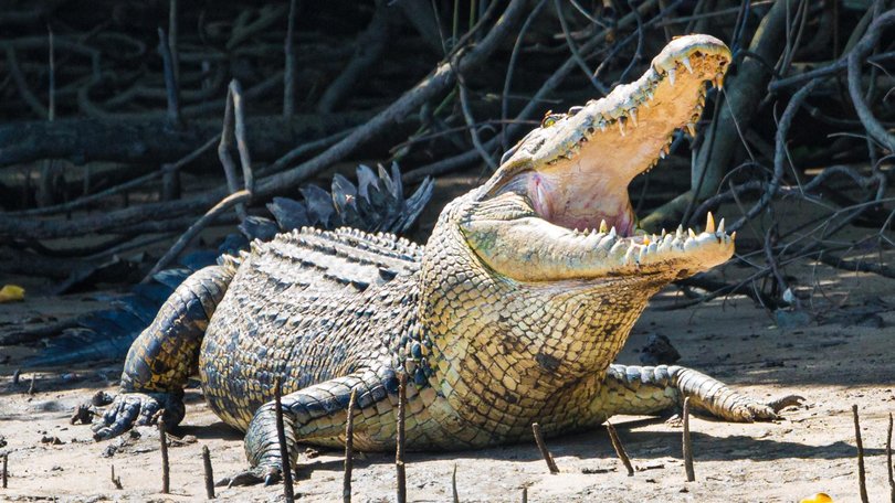 A young man is recovering after being attacked by a crocodile while on a WA camping trip.