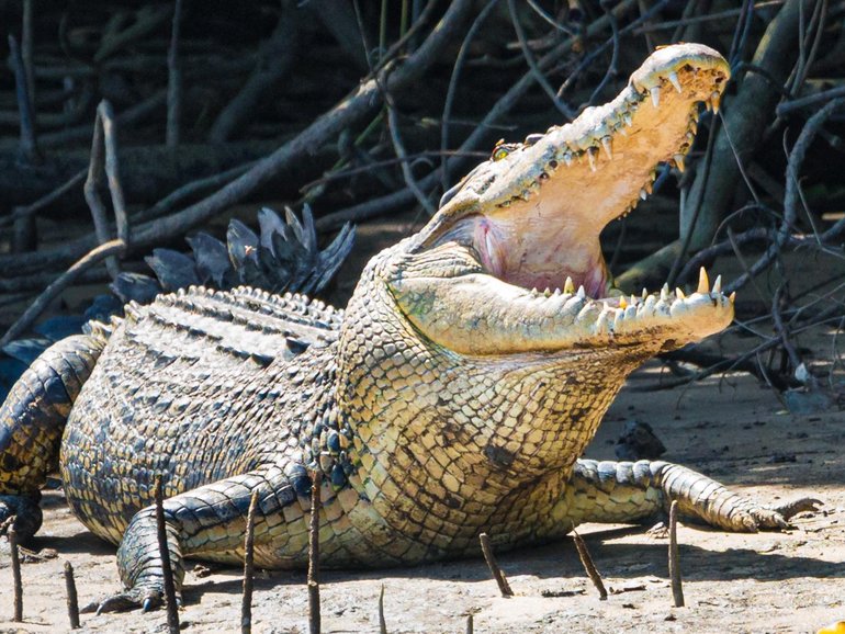 A young man is recovering after being attacked by a crocodile while on a WA camping trip.