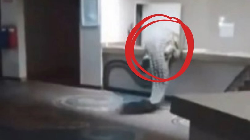 Hotel staff got the shock of their lives when a crocodile walked through the premises in an attempt to access the establishment’s kitche