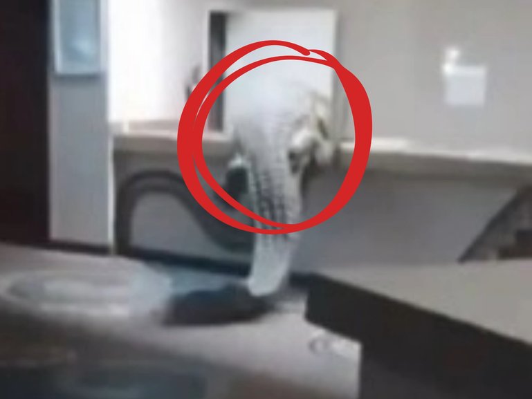 Hotel staff got the shock of their lives when a crocodile walked through the premises in an attempt to access the establishment’s kitche