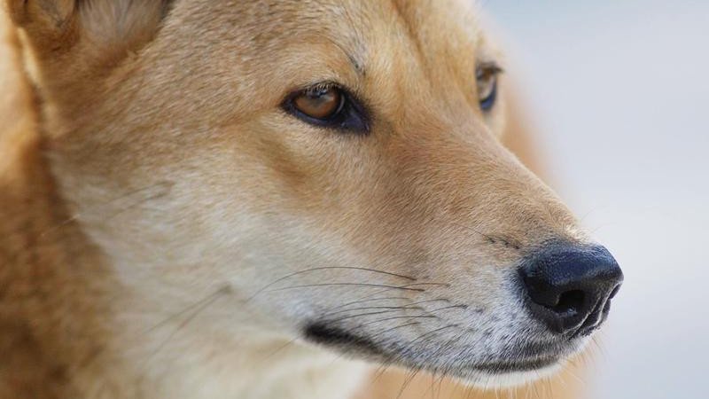 Dingoes have attacked multiple children at a remote national park campground in Western Australia.