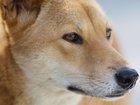 Dingoes have attacked multiple children at a remote national park campground in Western Australia.