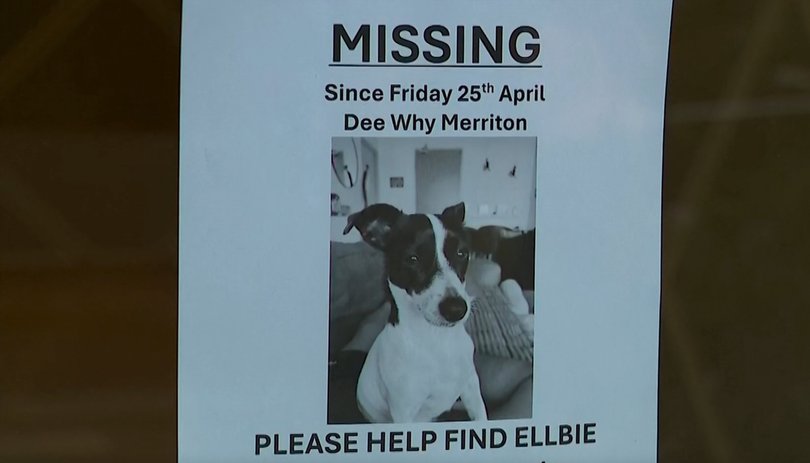 Heartwarming rescue as Jack Russell saved from 13th floor ledge of Dee Why apartment building after two days stranded