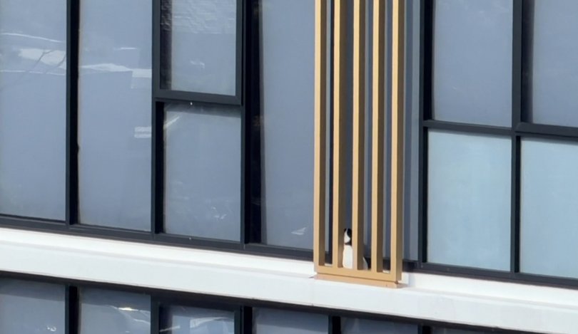 Heartwarming rescue as Jack Russell saved from 13th floor ledge of Dee Why apartment building after two days stranded