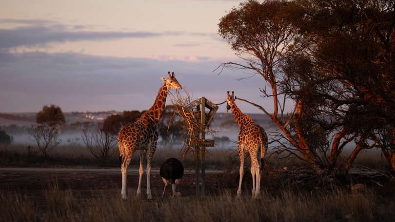 Does Journey Beyond’s new South Australian savannah deliver?
