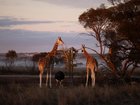 Does Journey Beyond’s new South Australian savannah deliver?
