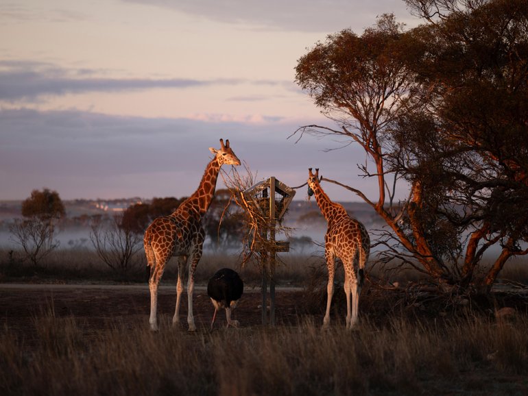 Does Journey Beyond’s new South Australian savannah deliver?