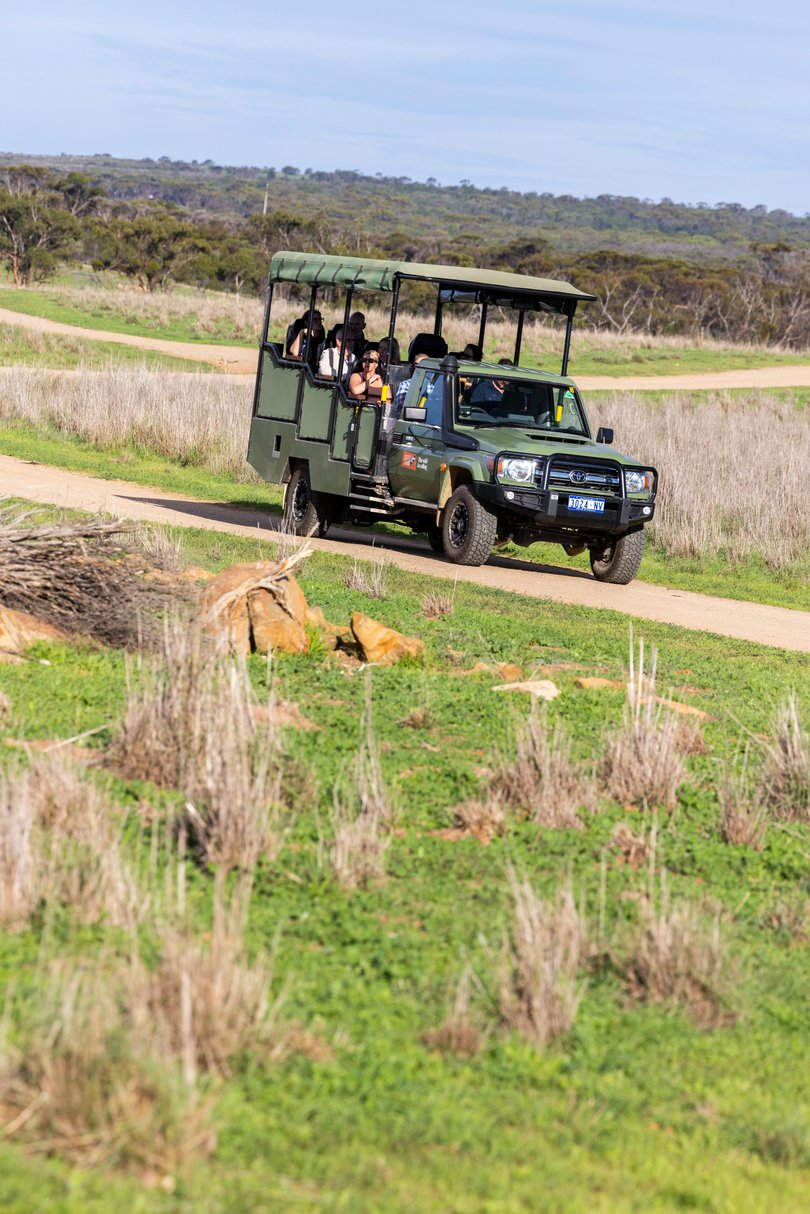 It’s a moment that neatly encapsulates the head-scratching incongruity of being on safari in South Australia. 