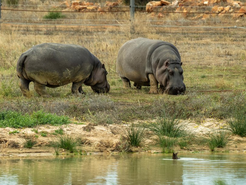Also bordering Wild Africa, the lodge comprises a sweeping arc of 20 glamping tents, along with a central lodge housing a bar, restaurant, swimming pool, gym, two plunge pools and even a pickleball court.