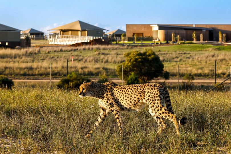 Attempting to recreate an African safari experience on the outskirts of a major Australian city is an ambitious endeavour. 