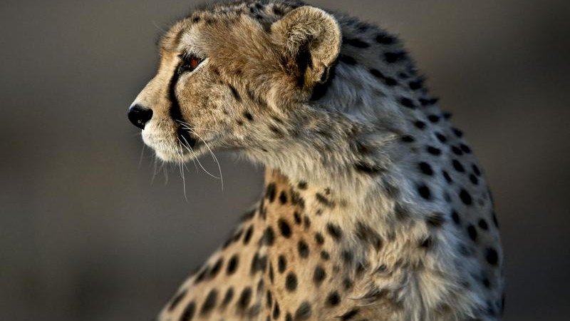 The Asiatic cheetah.