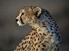 The Asiatic cheetah.