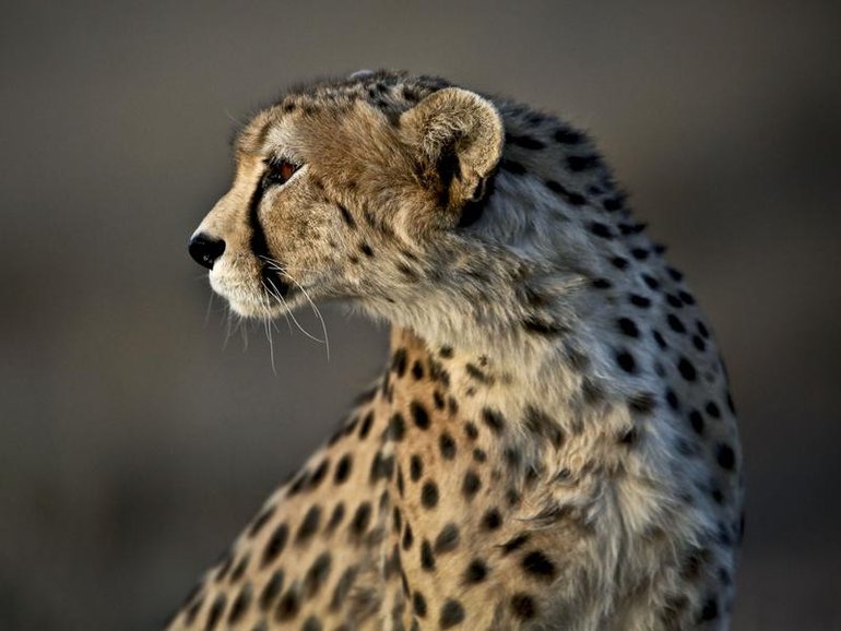 The Asiatic cheetah.