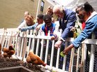 King Charles III helps feed chickens during a visit to Harlem Grown.