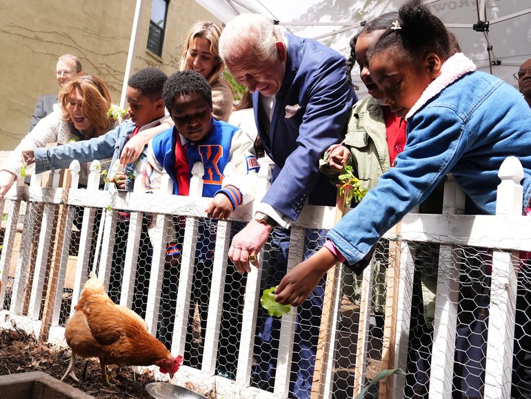 King Charles III helps feed chickens during a visit to Harlem Grown.