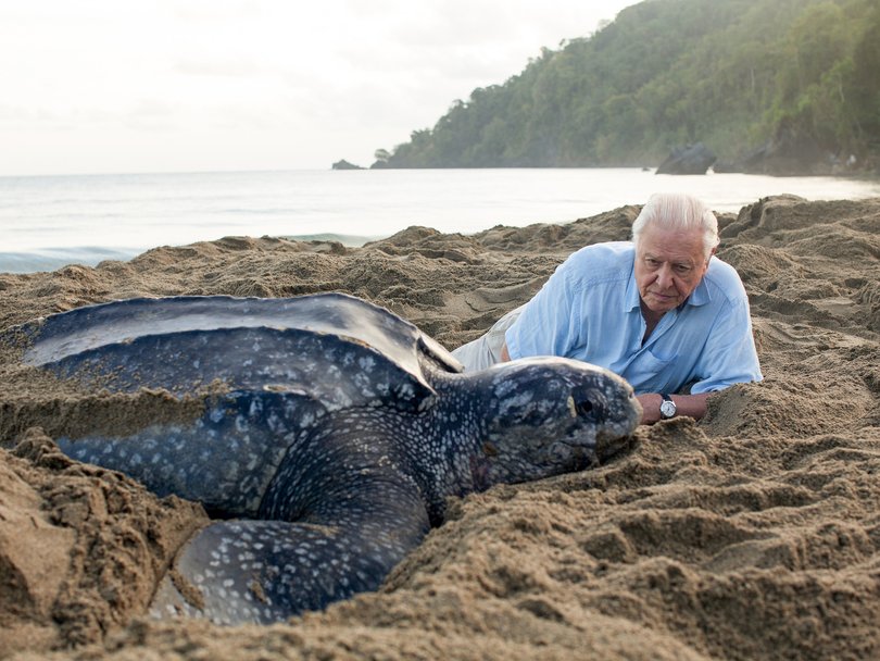 Sir David Attenborough gets up close and personal with a leatherback turtle.