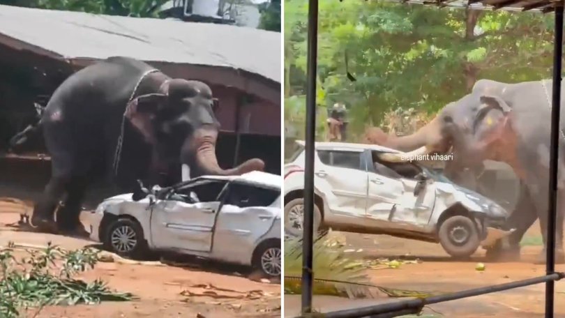 Wild footage shows the elephant throwing and overturning parked cars, after it had trampled a man to death.