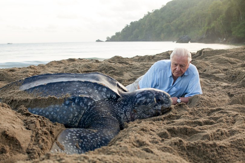 David Attenborough’s birthday will be celebrated in the UK with a concert and a week of special broadcasts on the BBC.