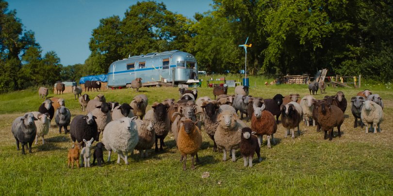 So many different kinds of sheep.