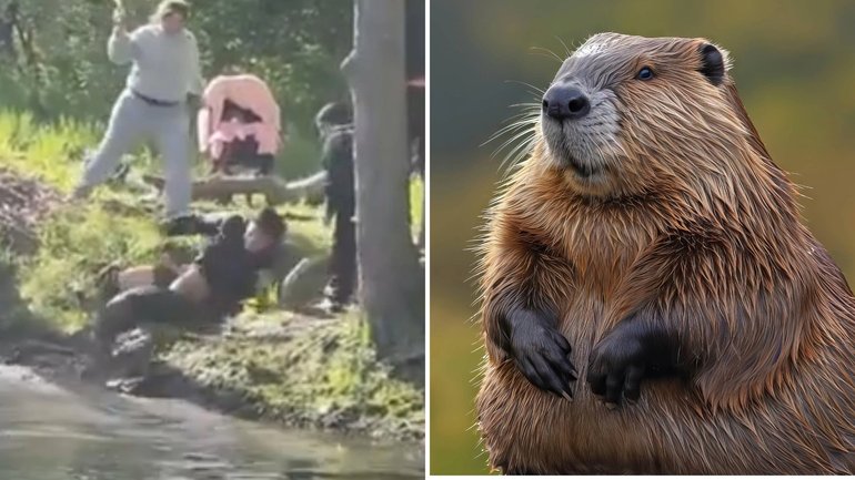 Local police say an eight-year-old boy was fishing near the shoreline when a beaver “exited the lake and charged him”