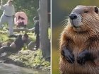 Local police say an eight-year-old boy was fishing near the shoreline when a beaver “exited the lake and charged him”