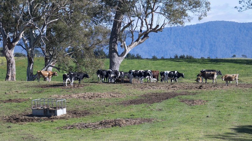 Australian Dairy Farmers are calling for a permanent 20 per cent bump in the price of milk. Picture: NewsWire / Martin Ollman