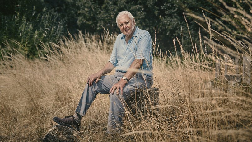 Shall we take David Attenborough’s 100th birthday as evidence that there is hope in the world, that we can, in popular parlance, have nice things?