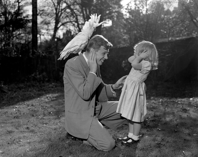 Three-year-old Susan and her father David Attenborough cover their ears as sulphur-crested cockatoo Georgie lets out a piercing shriek. Georgie has been brought home to Richmond from New Guinea, which David Attenborough visited for his 'Zoo Quest' series.   (Photo by PA Images via Getty Images)