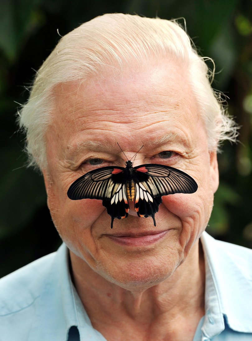 Butterfly Conservation President Sir David Attenborough with a south east Asian Great Mormon Butterfly on his nose, as he launched the Big Butterfly count at the London Zoo in Regent's Park, London.   (Photo by John Stillwell/PA Images via Getty Images)