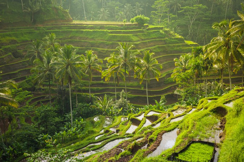 Rice terraces near Tegallalang village, Ubud, Bali, Indonesia.