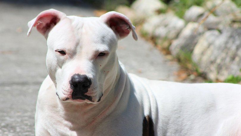 The three-month-old was mauled to death by a pit bull.