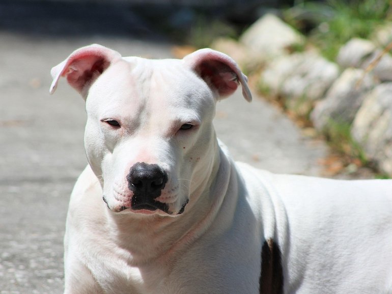 The three-month-old was mauled to death by a pit bull.