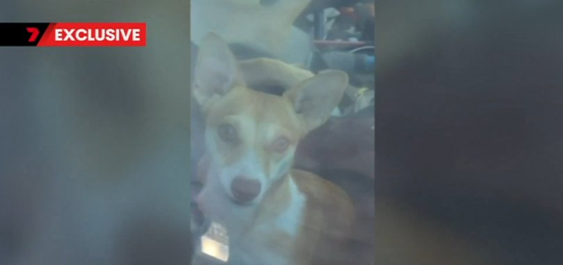 One of the dogs inside the car.