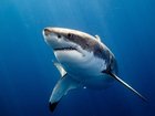 A man has been badly mauled by a shark at the popular Rottnest Island holiday spot of Geordie Bay.