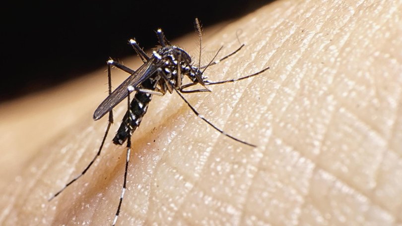 A bite from an Asian tiger mosquito could cause swelling to the brain in the worst cases..