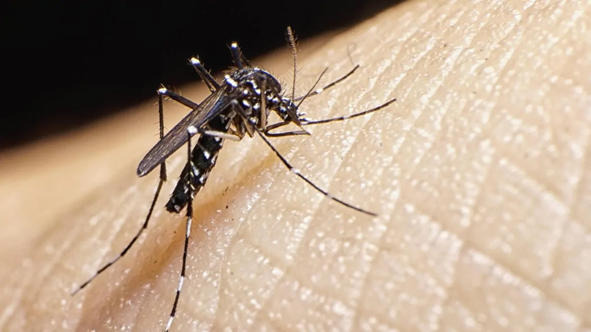 Health authorities detect world’s most invasive mosquito for first time on Australian mainland