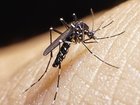 A bite from an Asian tiger mosquito could cause swelling to the brain in the worst cases..