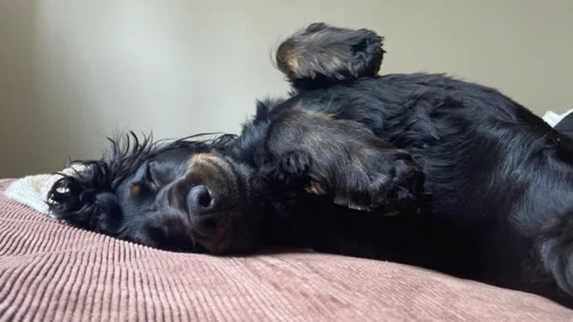 The three-year-old dog developed severe neurological symptoms including tremors and mobility issues. Picture: Supplied