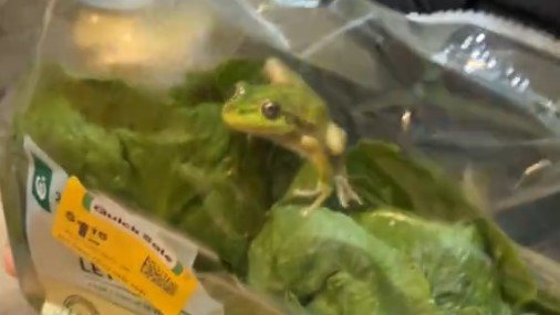 An Esperance couple found a live frog in their discounted bag of lettuce from Woolworths.