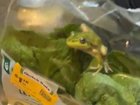 An Esperance couple found a live frog in their discounted bag of lettuce from Woolworths.