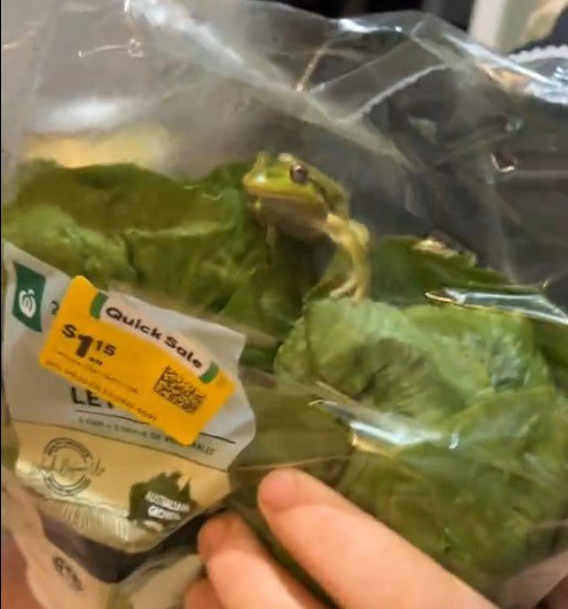 “Greg” appeared quite home in his bag of lettuce.
