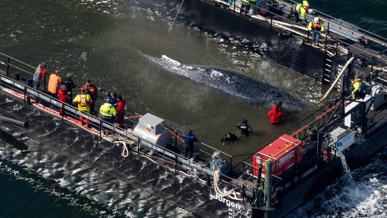A whale nicknamed Timmy was earlier transported alive towards the North Sea by a private initiative. 
