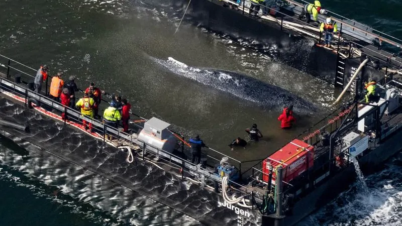 Denmark: Timmy the whale not to be moved from Anholt despite bathers climbing on carcass Denmark: Timmy the whale not to be moved from Anholt despite bathers climbing on carcass